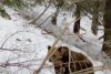 Urși surprinși prin zăpadă, în pădurile din Suceava: "În căutarea hranei, fac deplasări lungi" 821528