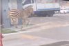 O zebră a evadat de la o grădină zoologică din capitala sud-coreeană Seul | Cum a fost prinsă 824491
