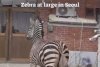 O zebră a evadat de la o grădină zoologică din capitala sud-coreeană Seul | Cum a fost prinsă 824492