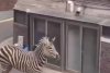 O zebră a evadat de la o grădină zoologică din capitala sud-coreeană Seul | Cum a fost prinsă 824493