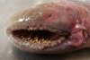 Creatura bizară, descoperită pe o plajă din Olanda | Suge sângele victimei și are mai multe rânduri de dinți 825670