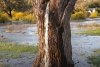 Fenomen uluitor: Copacul din care ţâşneşte apă două zile pe an! 826718