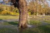 Fenomen uluitor: Copacul din care ţâşneşte apă două zile pe an! 826719