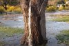 Fenomen uluitor: Copacul din care ţâşneşte apă două zile pe an! 826720