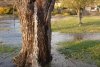 Fenomen uluitor: Copacul din care ţâşneşte apă două zile pe an! 826721
