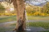 Fenomen uluitor: Copacul din care ţâşneşte apă două zile pe an! 826722