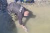 Tânăr din Tulcea, prins cu un peşte rar în portbagaj, ale cărui icre se vând cu sute de lei 826737