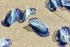 "Nu le atingeţi! Înţeapă pe toţi cei care le ating" | Panică pe o plajă, după ce mai multe creaturi albastre misterioase au eşuat pe coasta de vest a SUA 828618
