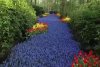 Așa arată cea mai mare grădină de flori din lume. A fost deschisă pentru vizitatori 828906