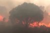 Incendii masive la graniţa franco-spaniolă: Peste 1.000 hectare au ars 829234