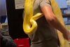 Un bărbat a intrat cu un şarpe uriaş la gât, într-un fast-food din România 830499