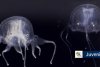 Cum arată meduza cu 24 de ochi descoperită recent | Este înrudită cu cea mai veninoasă creatură marină din lume 830843