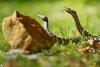 Imagini rare cu masculi de viperă cu corn în Parcul Național Defileul Jiului | Avertismentul specialiştilor 832109