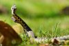 Imagini rare cu masculi de viperă cu corn în Parcul Național Defileul Jiului | Avertismentul specialiştilor 832110