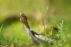 Imagini rare cu masculi de viperă cu corn în Parcul Național Defileul Jiului | Avertismentul specialiştilor 832111