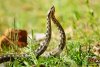 Imagini rare cu masculi de viperă cu corn în Parcul Național Defileul Jiului | Avertismentul specialiştilor 832112
