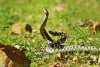Imagini rare cu masculi de viperă cu corn în Parcul Național Defileul Jiului | Avertismentul specialiştilor 832113