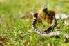 Imagini rare cu masculi de viperă cu corn în Parcul Național Defileul Jiului | Avertismentul specialiştilor 832114
