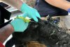 Un pui de căţel de câteva luni, care a căzut într-un loc plin cu smoală şi plângea, salvat de pompierii din Sibiu 832629