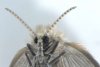Noi specii de insecte, identificate pentru prima dată în România. Imagini inedite! 833189