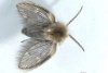 Noi specii de insecte, identificate pentru prima dată în România. Imagini inedite! 833194