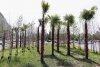 Primăria Capitalei scoate palmierii puşi de Robert Negoiţă în zona Unirii. Ar fi fost plantaţi ilegal 834046