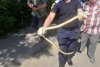 Apel la 112 pentru prinderea unui șarpe urcat într-un copac în apropierea unui bloc din Bârlad 838008