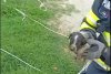 A primit a doua şansă la viaţă | Un câine, captiv de peste 24 de ore într-o conductă îngustă, a fost salvat de pompierii hunedoreni 838247
