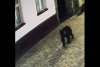 Scene de groază în Centrul Brașovului! O femeie, la un pas să fie atacată de un urs, în timp ce își plimba câinele 840003