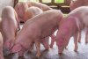 Focar de pestă porcină africană la o fermă din județul Timiș. Peste 50.000 de animale vor fi sacrificate 840881