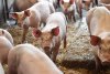 Focar de pestă porcină africană la o fermă din județul Timiș. Peste 50.000 de animale vor fi sacrificate 840883