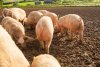 Focar de pestă porcină africană la o fermă din județul Timiș. Peste 50.000 de animale vor fi sacrificate 840884