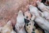 Focar de pestă porcină africană la o fermă din județul Timiș. Peste 50.000 de animale vor fi sacrificate 840885