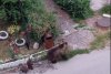 Ursoaică cu pui, filmați în apropierea blocurilor, în Slănic Moldova 840871