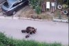 Ursoaică cu pui, filmați în apropierea blocurilor, în Slănic Moldova 840872