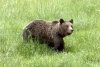 Urșii au blocat traficul pe DN1 | Un pui de urs a fost filmat în timp ce dărâma o motocicletă 841052