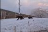 Ursoaică alături de doi pui, surprinsă la stația meteo Vârful Omu | Reacţia meteorologilor 841568