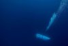Garda de Coastă a SUA a găsit resturi în zona de căutare a submersibilului Titan, dispărut de cinci zile lângă epava Titanicului 842122
