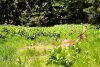 Imagini spectaculoase cu un cerb, surprins într-o pădure a Parcului Natural Apuseni din cadrul Romsilva  843389
