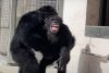 Reacția tulburătoare a unui cimpanzeu, ținut 29 de ani în laborator pentru teste, când vede cerul pentru prima dată 843262