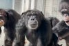 Reacția tulburătoare a unui cimpanzeu, ținut 29 de ani în laborator pentru teste, când vede cerul pentru prima dată 843265