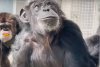 Reacția tulburătoare a unui cimpanzeu, ținut 29 de ani în laborator pentru teste, când vede cerul pentru prima dată 843266