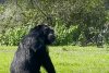 Reacția tulburătoare a unui cimpanzeu, ținut 29 de ani în laborator pentru teste, când vede cerul pentru prima dată 843267