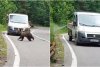 Imagini revoltătoare: Spray pulverizat în botul unui urs, pe Transfăgărăşan: "Pădurea este casa ursului. Este ca şi cum îi traversezi sufrageria" 843505