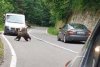 Imagini revoltătoare: Spray pulverizat în botul unui urs, pe Transfăgărăşan: "Pădurea este casa ursului. Este ca şi cum îi traversezi sufrageria" 843507