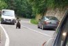 Imagini revoltătoare: Spray pulverizat în botul unui urs, pe Transfăgărăşan: "Pădurea este casa ursului. Este ca şi cum îi traversezi sufrageria" 843508