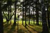 Pădurea din România, despre care se spune că ascunde un portal magic spre altă lume 843935
