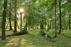 Pădurea din România, despre care se spune că ascunde un portal magic spre altă lume 843936