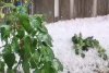 Grindina a făcut prăpăd în mai multe zone din țară | Covor alb de gheață în toiul verii, în urma fenomenelor extreme 844238