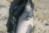 Un delfin a eşuat pe plaja din Neptun, unde a murit. Cadavrul mamiferului a zăcut câteva ore printre turiști 844784